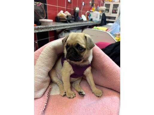 3 aylık dişi pug