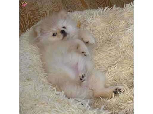 Şişli’de Komut Eğitimi Başlayan Oyuncu Pomeranian Boo Yavrusu