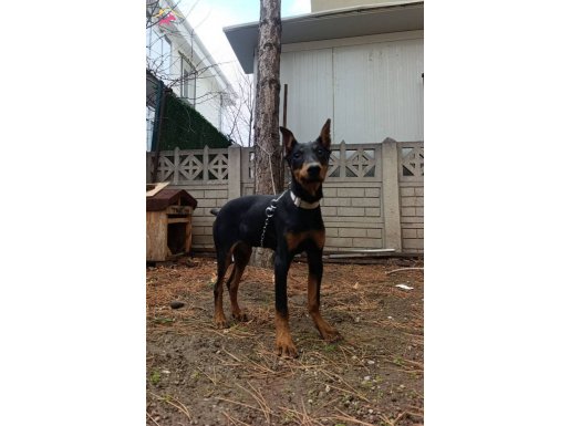 Estetikli King Doberman 6 Aylık dişi