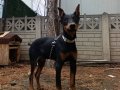 Estetikli King Doberman 6 Aylık dişi