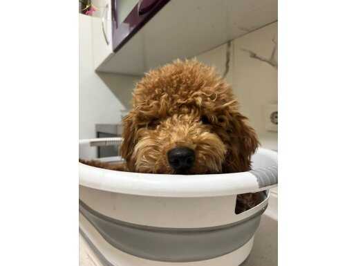 6 Aylık Aşıları Tam Zeka Küpü Poodle