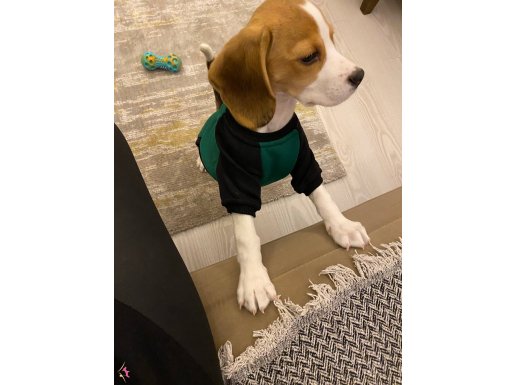 5 AYLIK BEAGLE SAFKAN