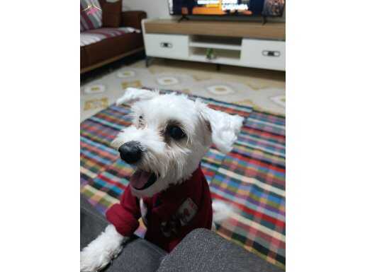 Ailemizin Gözbebeği Oyuncu ve Eğitimli Maltese Terrier Kızımız