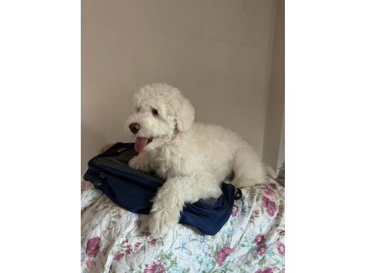 Ailesine Müptela Maltipoo Belka Yeni Yuvasını Arıyor