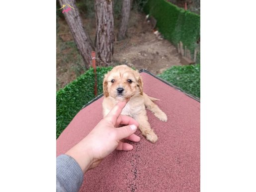 Mini boy erkek maltipoo.Aşıları tam