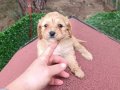 Mini boy erkek maltipoo.Aşıları tam