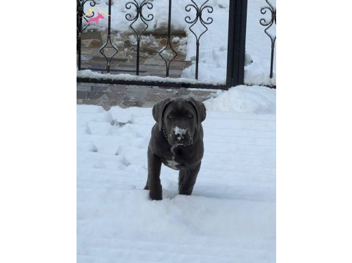 CANE CORSO TÜM AŞILILARI TAM OLUP ANNE VE BABASI BİZDEDİR