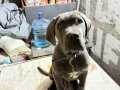 CANE CORSO TÜM AŞILILARI TAM OLUP ANNE VE BABASI BİZDEDİR