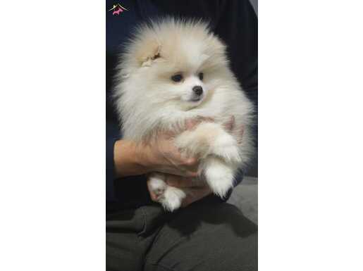 Aşılı Tuvalet Eğitimli Pomerian