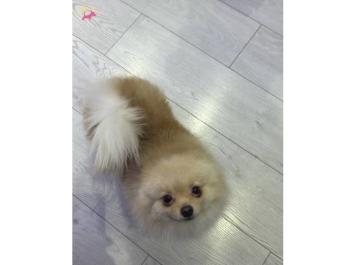 Yeni yuva arıyor çocugum oldugundan dolayı