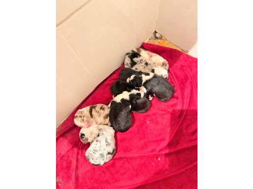  Border Collie yavruları