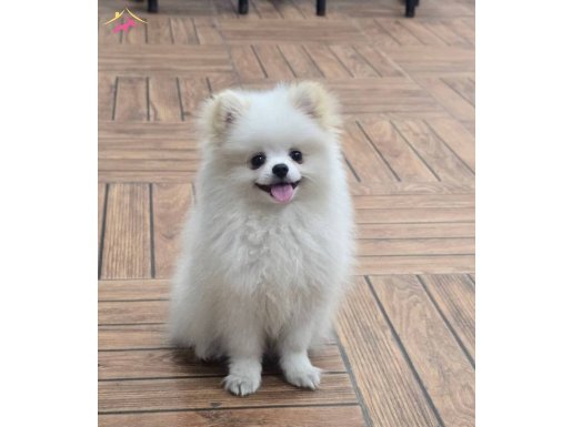 6 Aylık İlgi Meraklısı Pomeranian