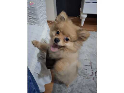 3 Aylık Tilki Suratlı Pomeranian Boo | Aşıları Tam Sosyal Yavru