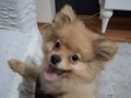 3 Aylık Tilki Suratlı Pomeranian Boo | Aşıları Tam Sosyal Yavru