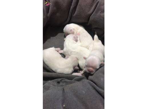 Bembeyaz Tüylere Sahip 2 Dişi Pekinez Yavrumuza Yuva