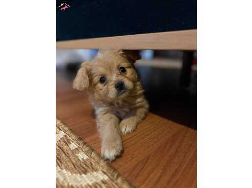 2 aylık evde doğup büyümüş olan yavrumuzun aşıları yapılmış