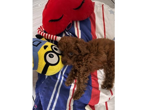 Kore toy poodle 
