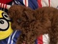 Kore toy poodle 