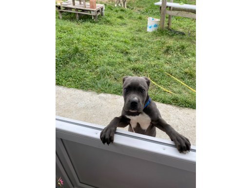 Sakarya Karasu Teslimi Siyah Dişi Cane Corso Yavrusu