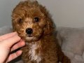 Ev Hayatına Hazır Kızıl Kürklü Toy Poodle