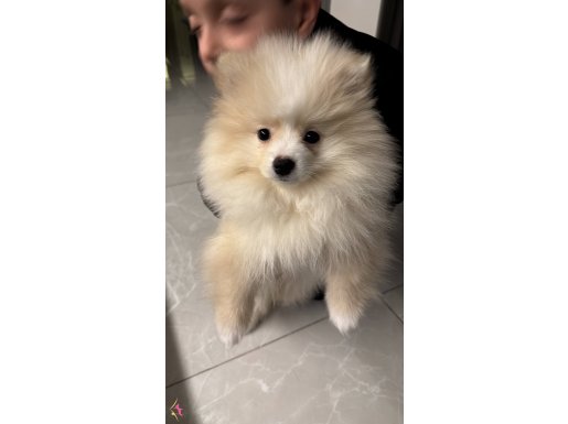 Beyaz Bulut Pomeranian Boo | Sosyal ve Oyuncu Yavru