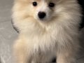 Beyaz Bulut Pomeranian Boo | Sosyal ve Oyuncu Yavru