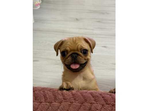 Küçük bebeğimize yuva arıyoruz 