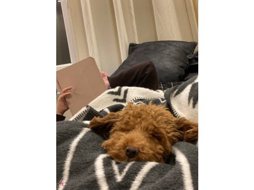 En Sosyal ve Oyuncu 6 Aylık Toy Poodle Erkeği