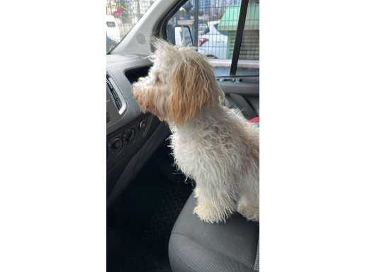 Beyaz Maltipoo: Isırma Bilmeyen Sosyal ve Eğitimli Dostunuz