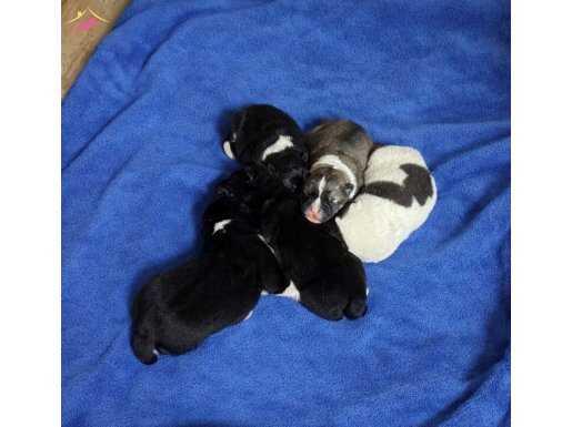 Orjinal Irk  Safkan Amerikan Akita Yavruları