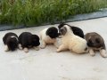 SAFKAN GARANTİLİ AMERİKAN AKİTA YAVRULARI