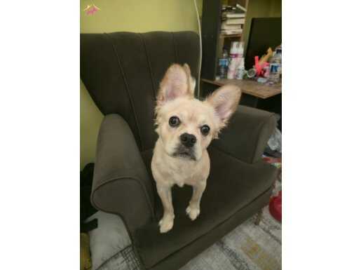 EXOTIC FLUFFY FRENCH BULLDOG