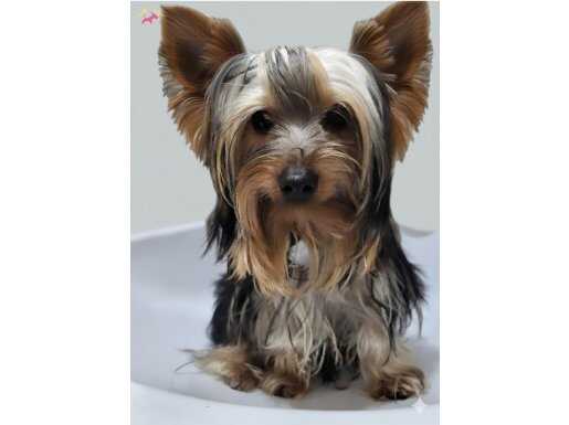 8 Aylık Yorkshire Terrier: Tüm Donanımıyla Yeni Yuvasına Hazır