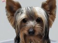 8 Aylık Yorkshire Terrier: Tüm Donanımıyla Yeni Yuvasına Hazır