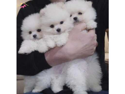 24 Aralık Doğumlu Kar Beyazı Pomeranian Boo Yavruları