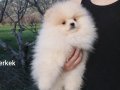 Bayram Şekeri Pomeranian Boo | Hemen Teslim Küçük Dostunuz