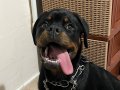 5 Aylık Rottweiler Yavrusu