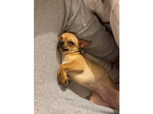 14 Aylık Tuvalet Eğitimli Chihuahua | Ankara Etimesgut