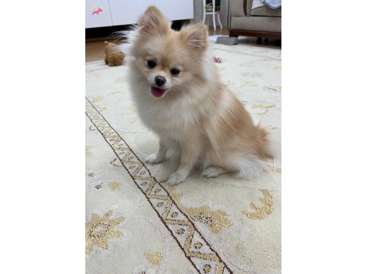 Lucymiz yeni yuva arıyor 1,5 yaşında