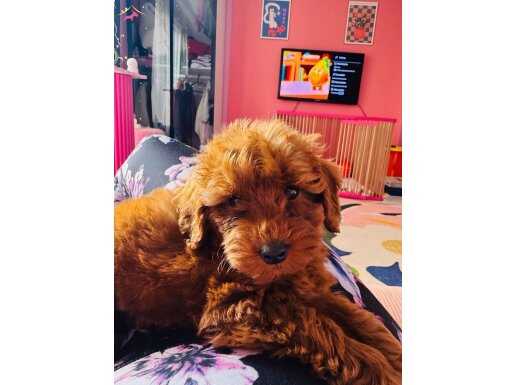 Eşyalarıyla Birlikte Sosyal ve Eğitimli 3 Aylık Erkek Toy Poodle