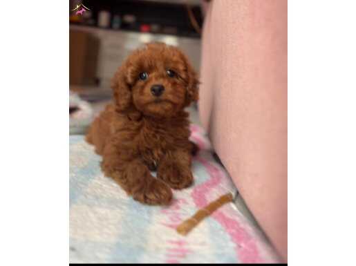 Yol Arkadaşı 3 Aylık Erkek Toy Poodle