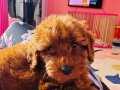 Eşyalarıyla Birlikte Sosyal ve Eğitimli 3 Aylık Erkek Toy Poodle