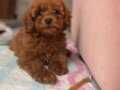 Yol Arkadaşı 3 Aylık Erkek Toy Poodle
