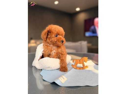 Ev Ortamında Doğmuş Toy Poodle Yavrular
