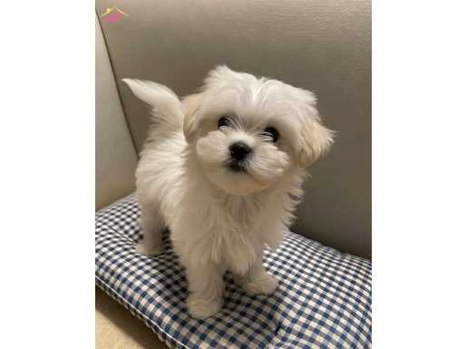 Sevgiyle Büyüyen Maltipoo Yavrumuz Yeni Ailesini Arıyor