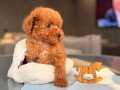 Ev Ortamında Doğmuş Toy Poodle Yavrular