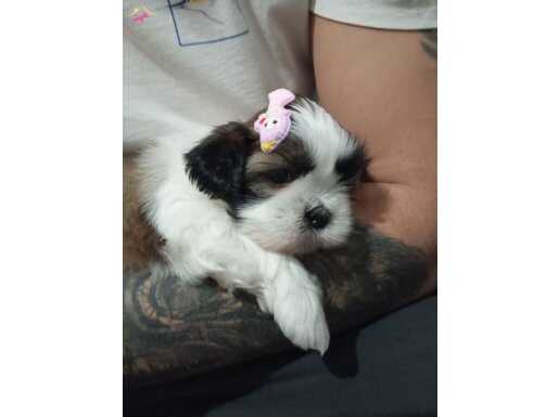 Evimizin Yeni Neşesi: İpek Tüylü Maskeli Shih Tzu Yavrusu