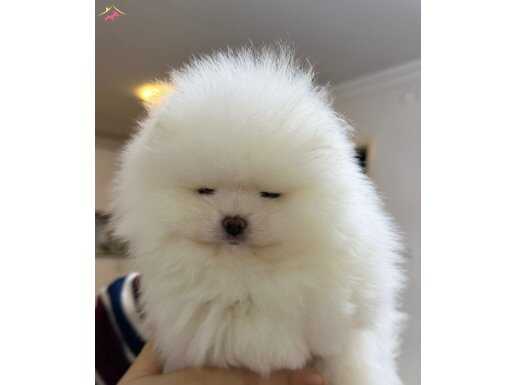 İzmir Karabağlar Beyaz Melek Pomeranian Boo | Korean Dişi