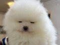 İzmir Karabağlar Beyaz Melek Pomeranian Boo | Korean Dişi