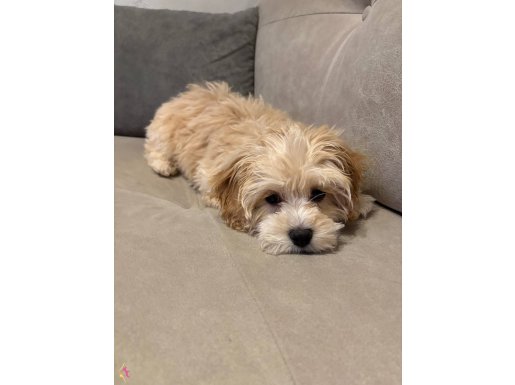 Maltipoo 3 aylık yavru